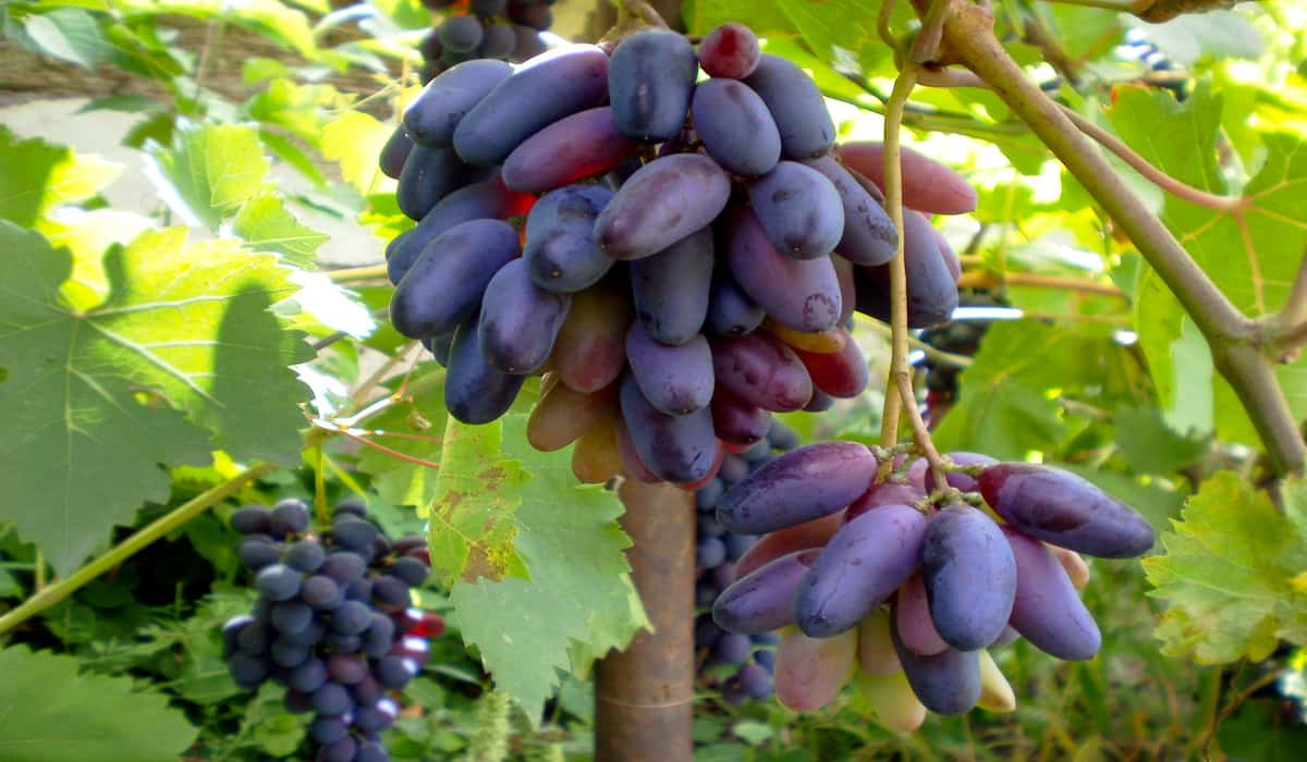 The Rising Popularity Of Moon Drop Grapes Homemaking