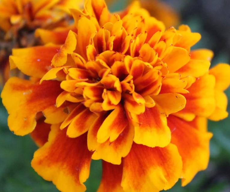 Why You Should Plant Marigolds With Your Tomato Plants
