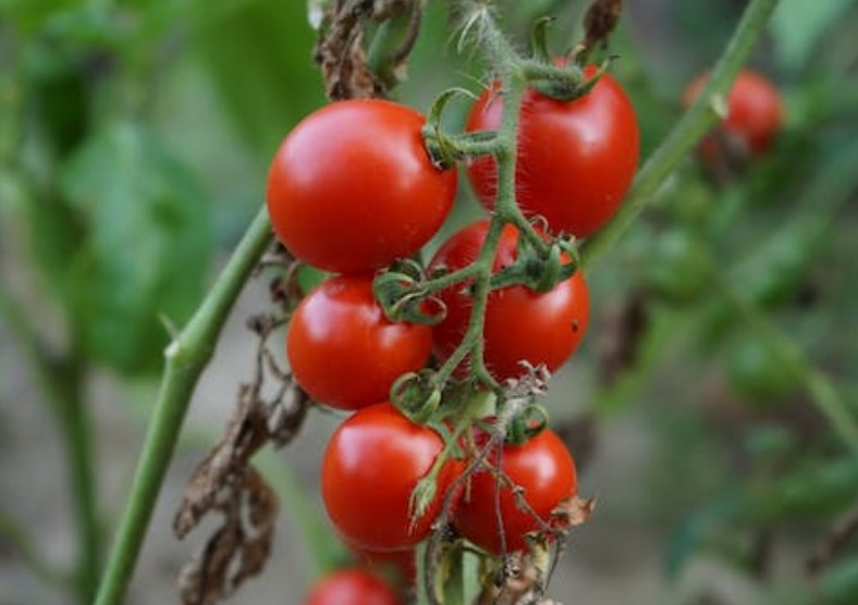 Why You Should Plant Marigolds With Your Tomato Plants