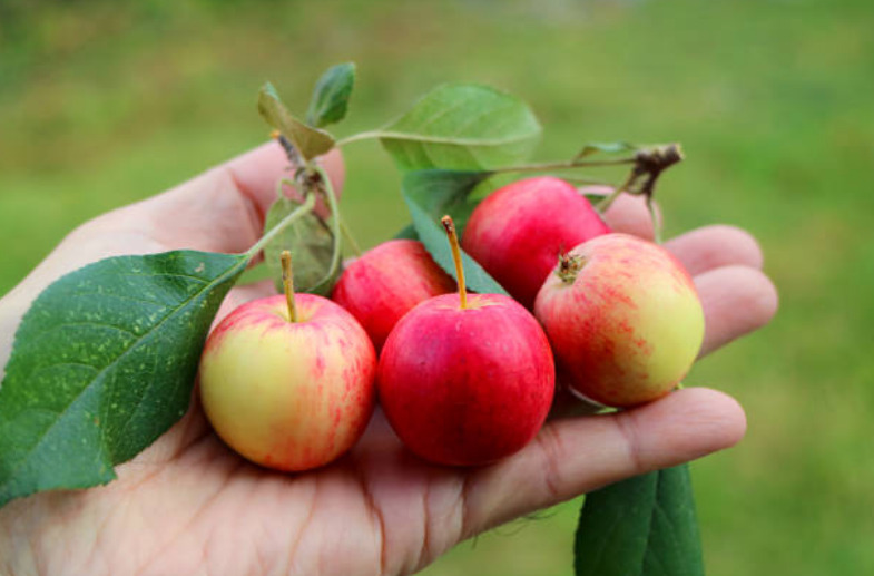 Crab Apples Are They Safe to Eat and How to Use Them