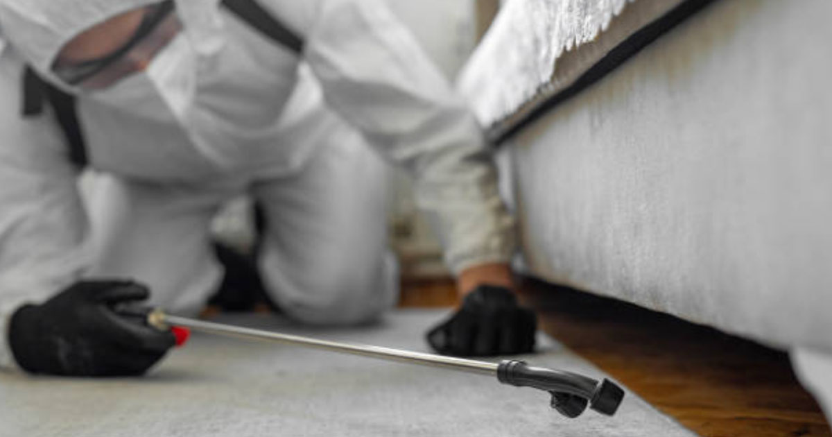 The Role of Professional Pest Control Services When and Why You Need