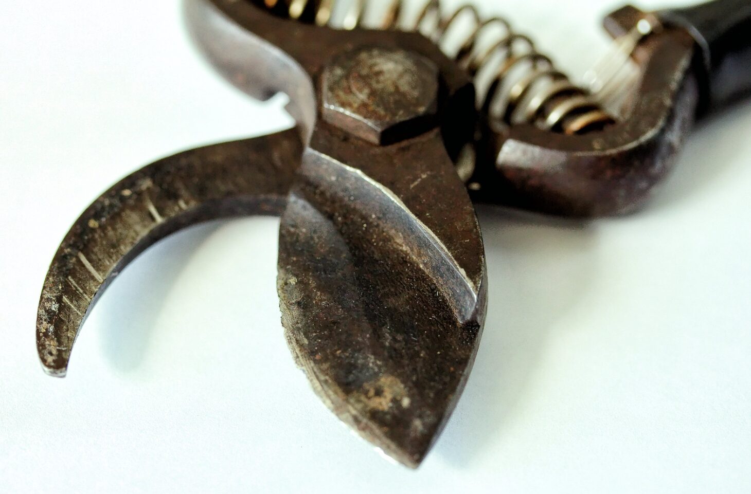 How to Clean and Sharpen Pruning Shears