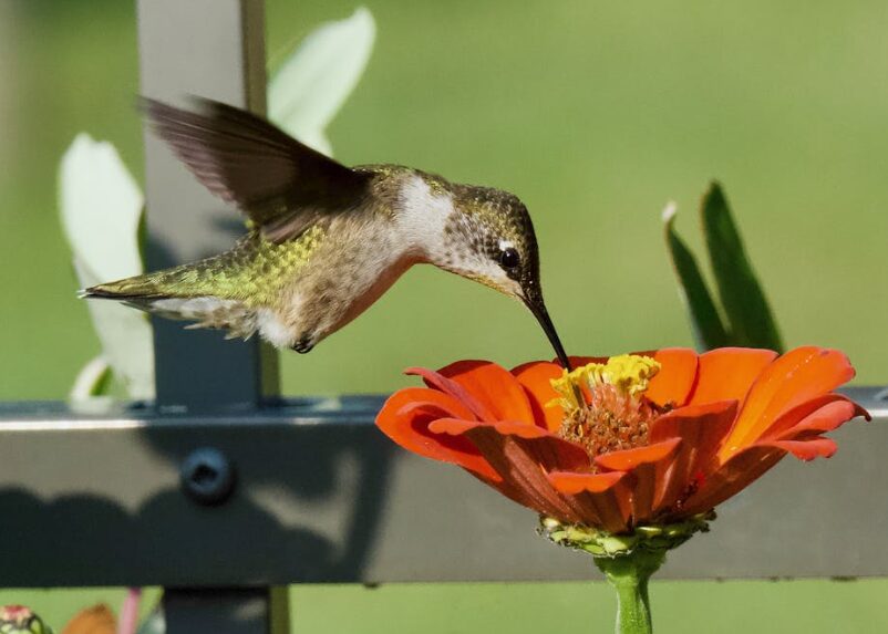 Plants Hummingbirds Love Most in Your Garden