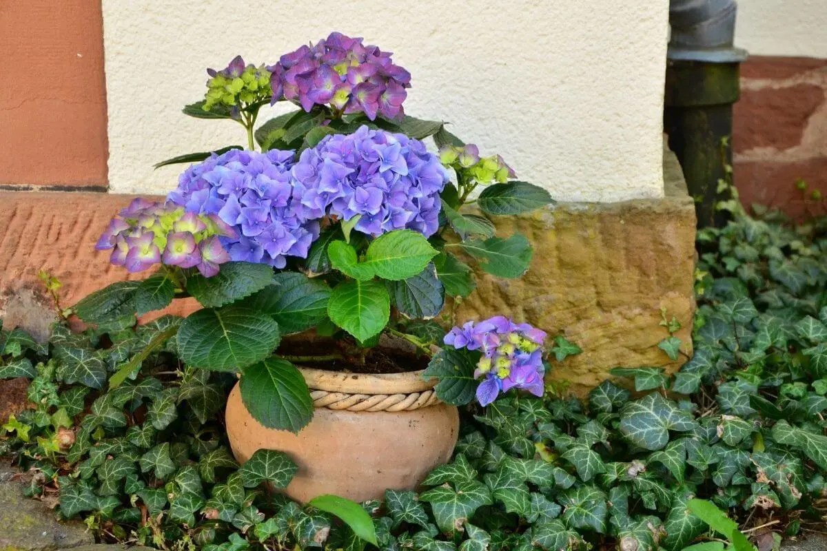 Can Hydrangeas Survive Winter in Pots?