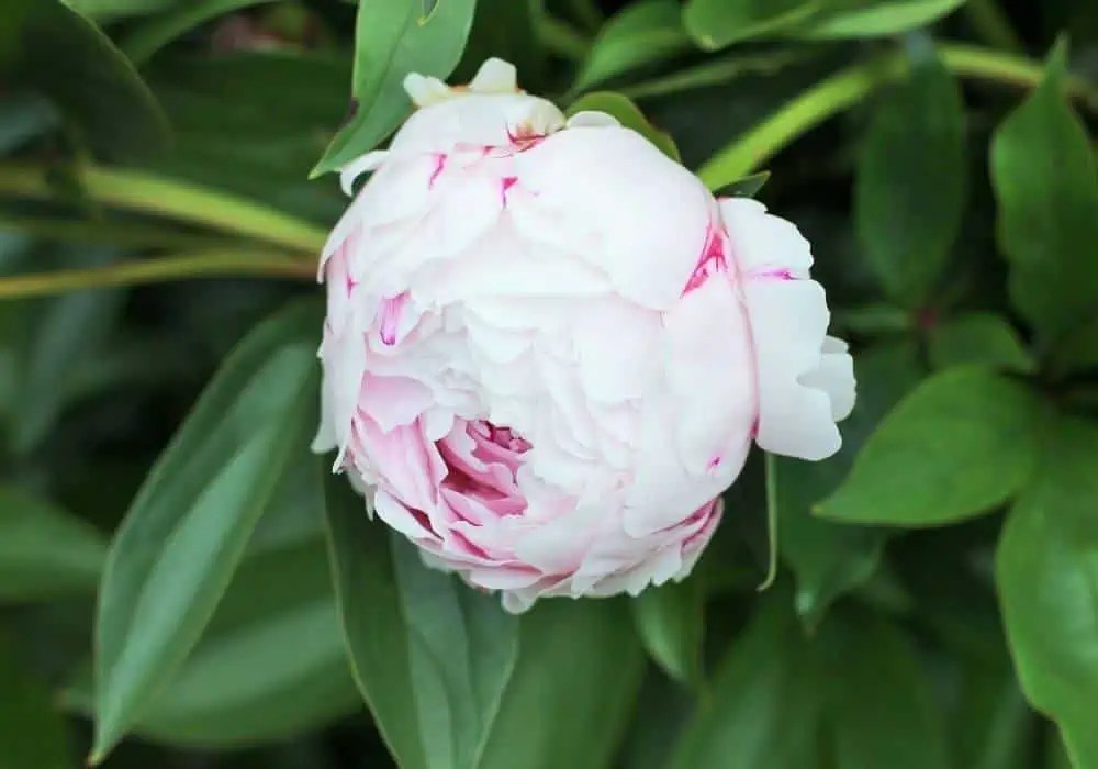 Will Peony Buds Open After Cutting?