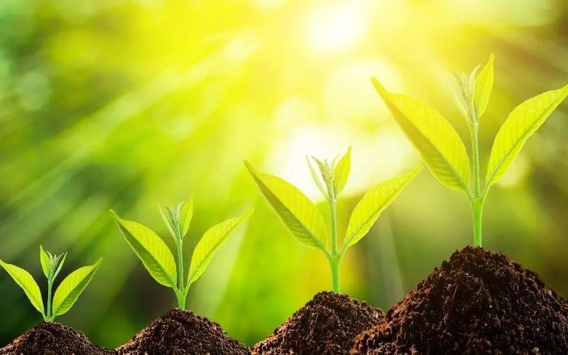 How Does Temperature Affects Plant Growth?