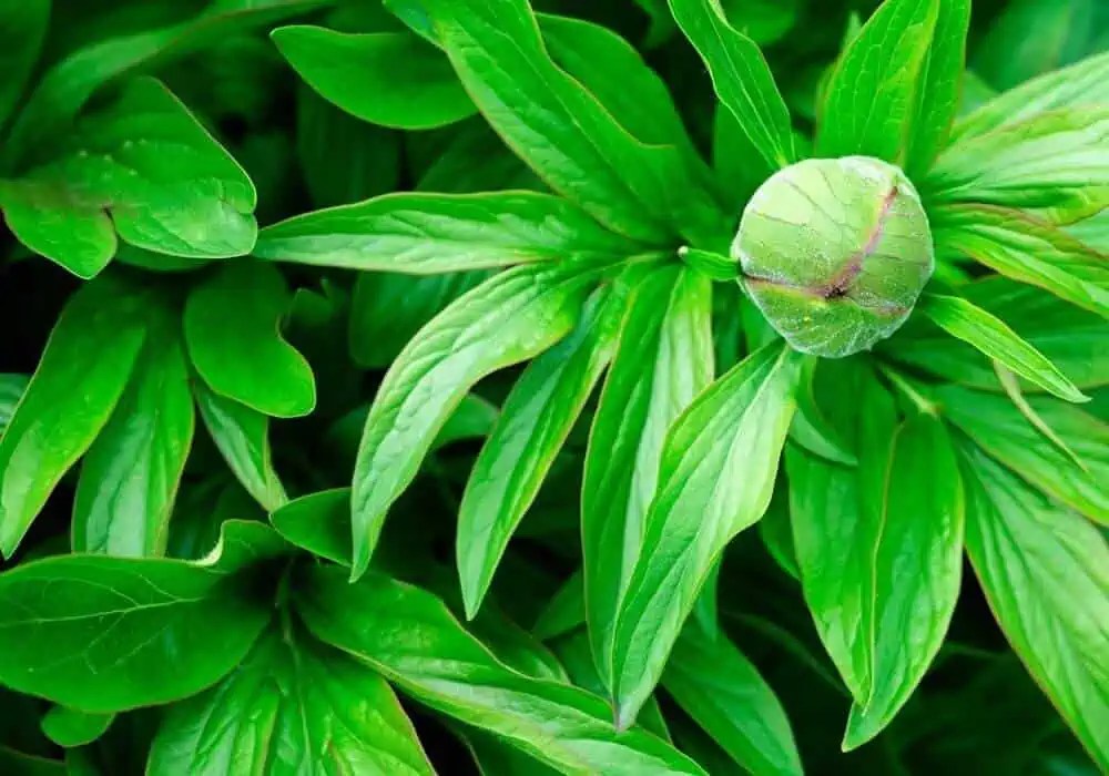 How Long Do Peonies Last Once Cut? (Definite Answer)