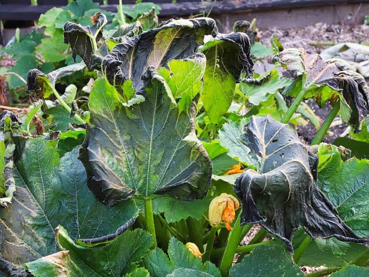 How to Save Vegetable Plants After a Frost