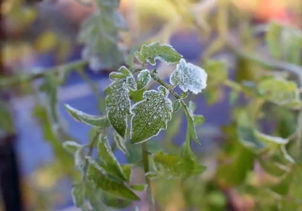 Will Tomato Plants Survive Frost If Covered at Woodrow Sumter blog