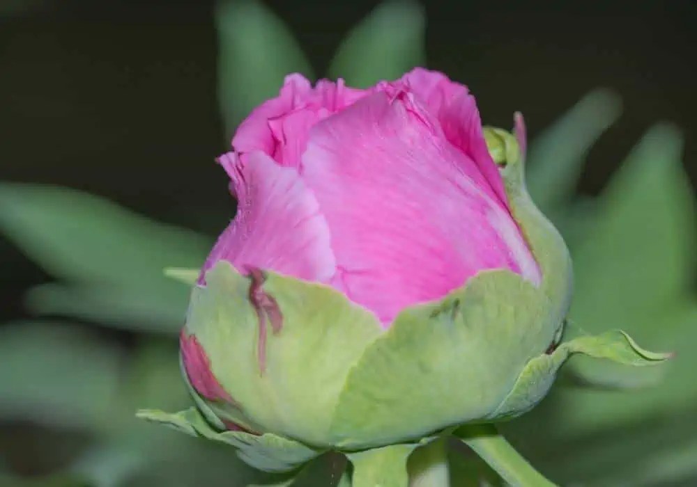 Why Are My Peony Flowers Not Opening at Monica Sullivan blog