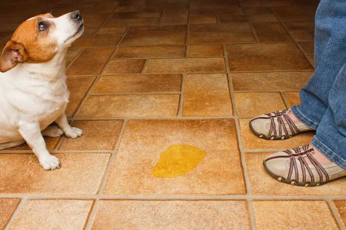 How To Get Rid Of Pee Smell On Floor at Katherine Goodson blog