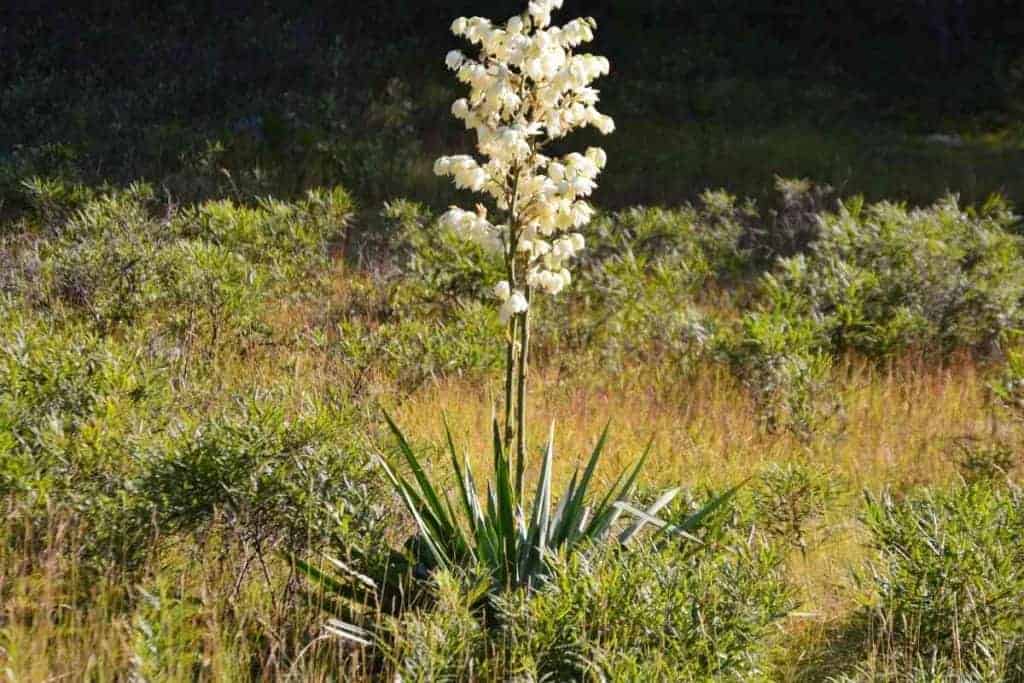 15 Different Types of Yucca Trees