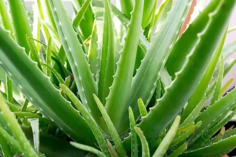 Top 9 Slowest Growing Plants (With Photod)
