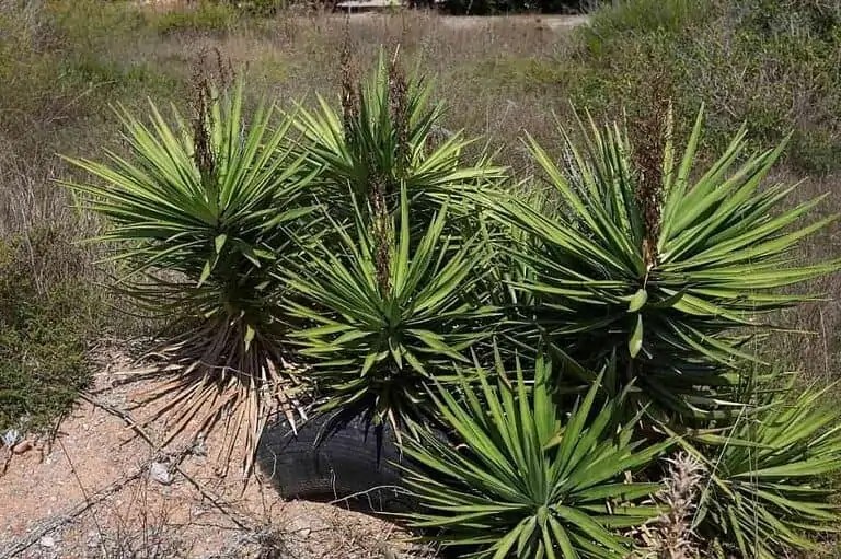 15 Different Types of Yucca Trees