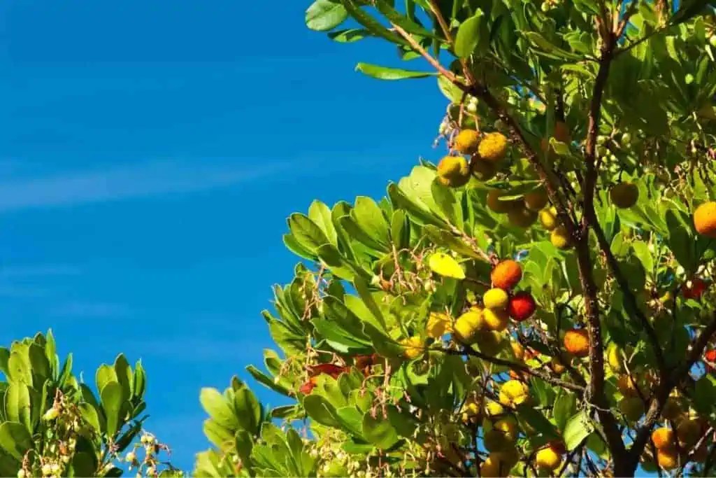 Top 15 Trees That Don’t Lose Their Leaves