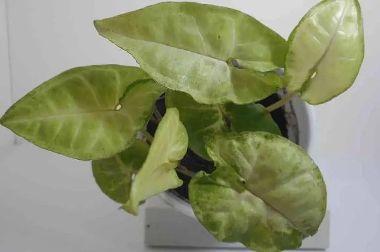 What Plants Like To Be Misted? (7 Known Plants)