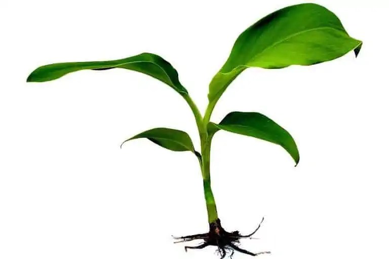 What Plants Like To Be Misted? (7 Known Plants)