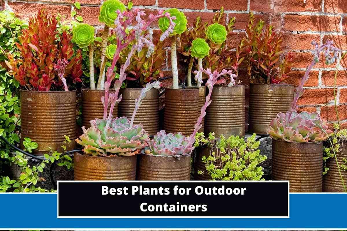 12 Best Plants for Outdoor Containers