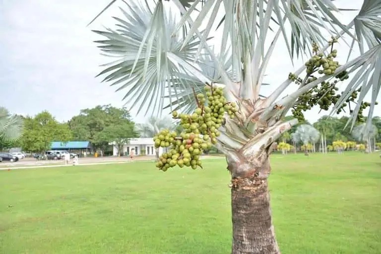 8 Best Small Palm Trees for Pots (With Photos)