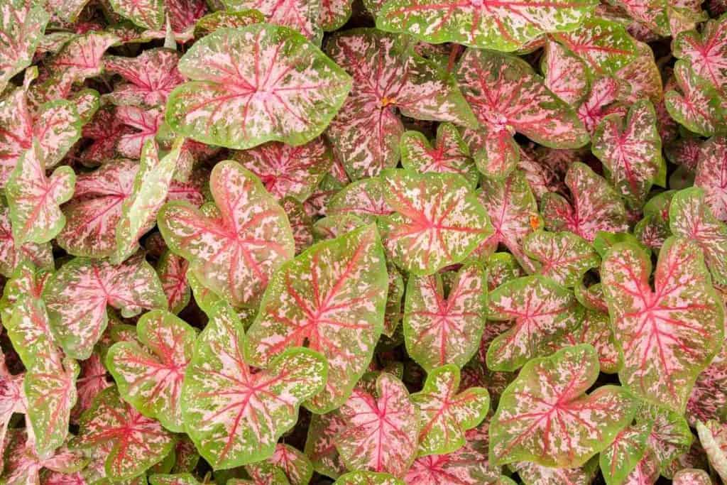 What Plants Like To Be Misted? (7 Known Plants)
