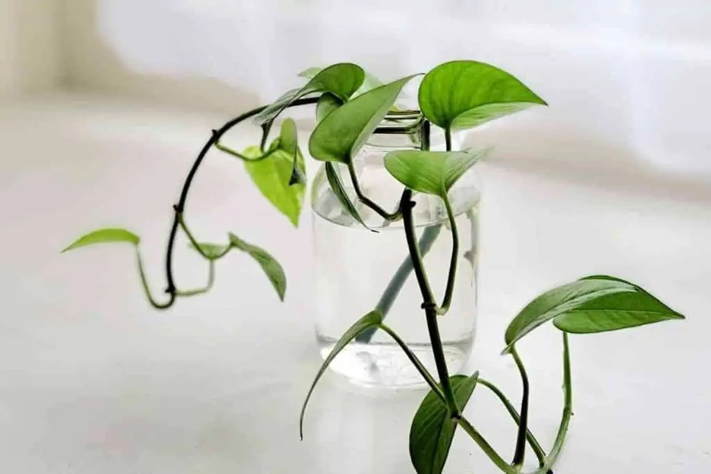 Do Pothos Like Direct Sunlight? (A Must Know!)