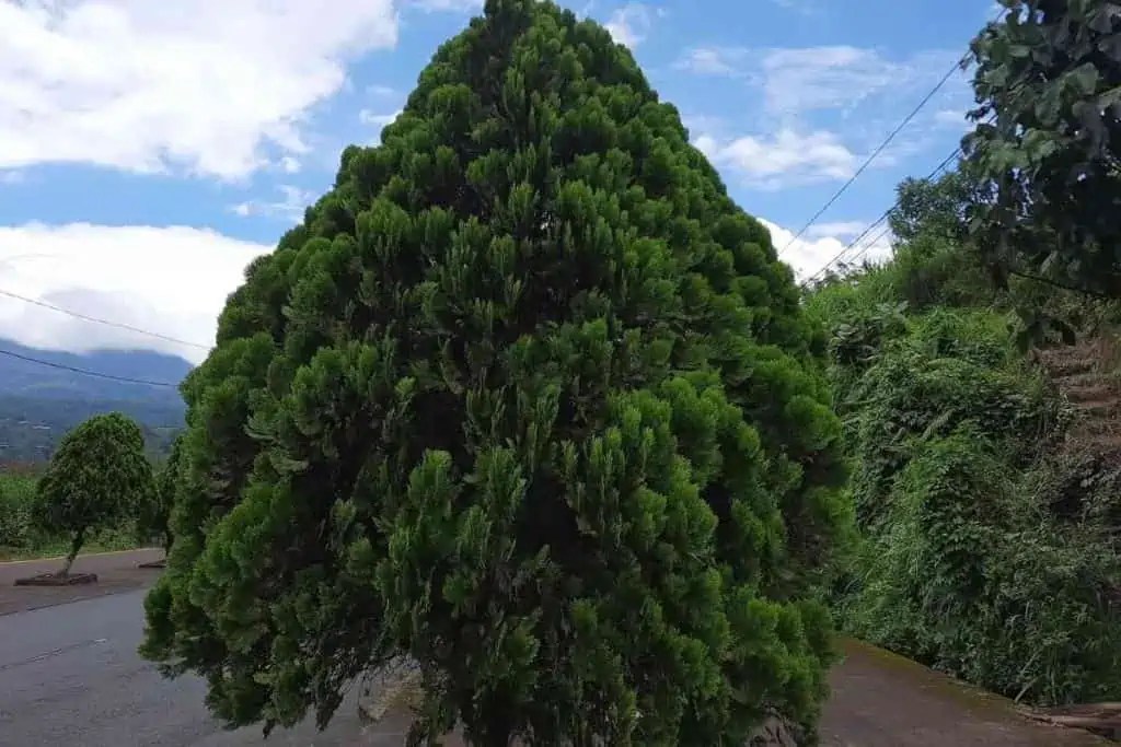 Top 15 Trees That Don’t Lose Their Leaves