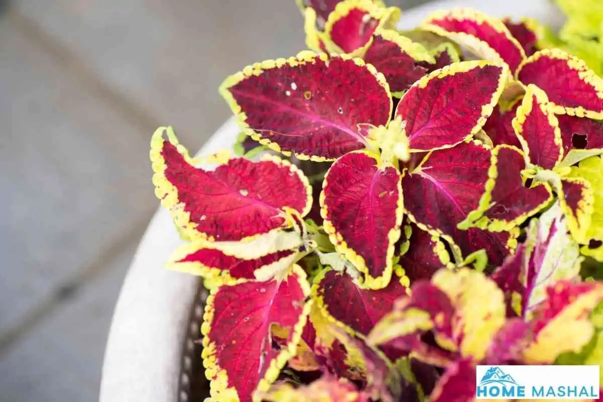 12 Best Plants for Outdoor Containers