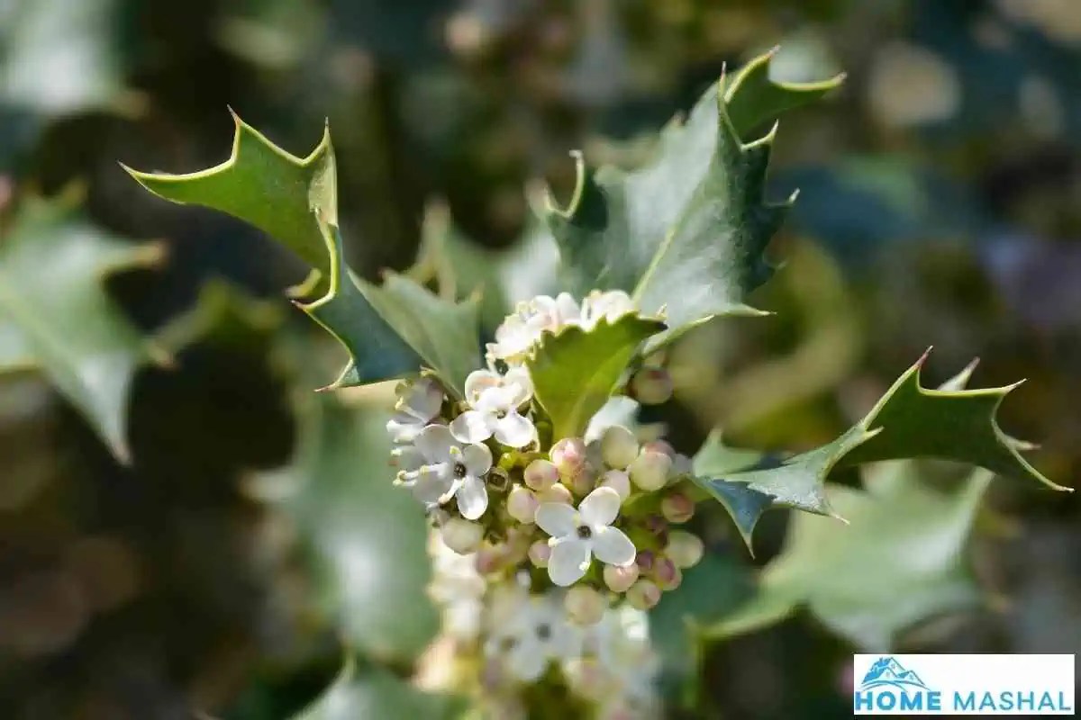 34 Beautiful Fast Growing Shrubs With Thorns