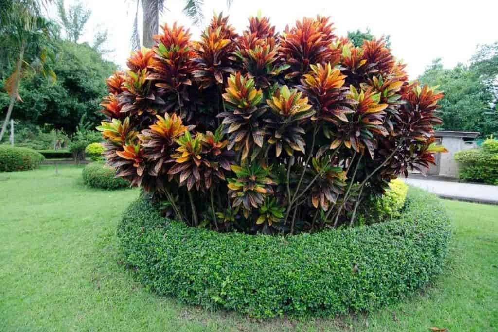 What Plants Like To Be Misted? (7 Known Plants)