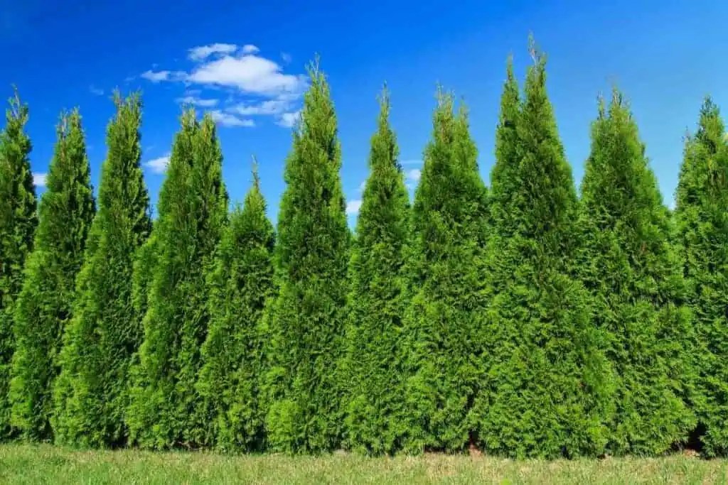 Top 15 Trees That Don’t Lose Their Leaves
