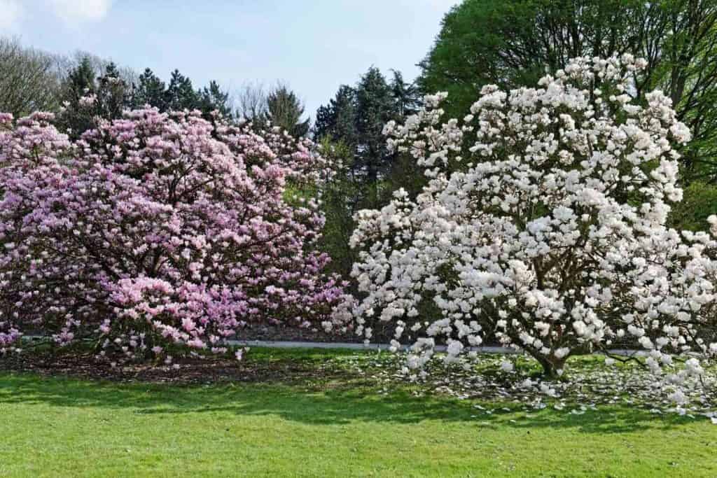 Do Magnolia Trees Bloom Twice A Year?