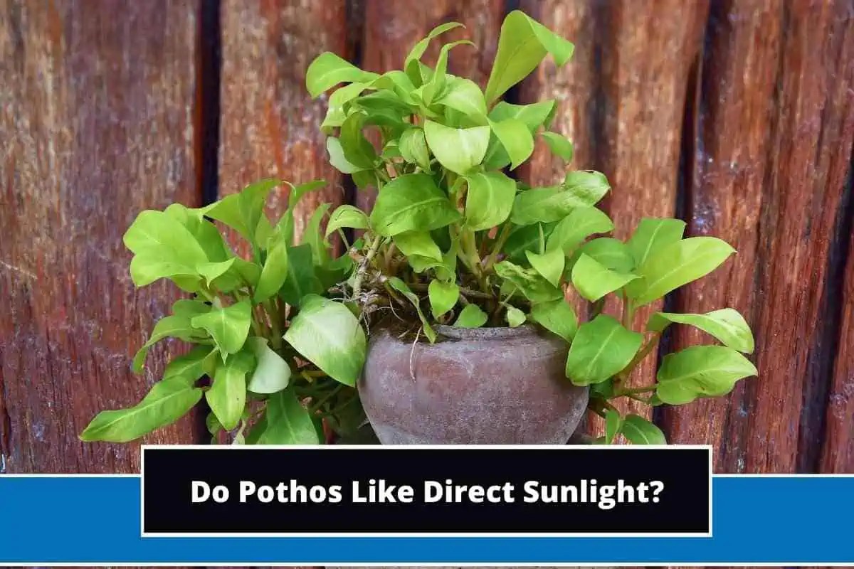 Do Pothos Like Direct Sunlight? (A Must Know!)