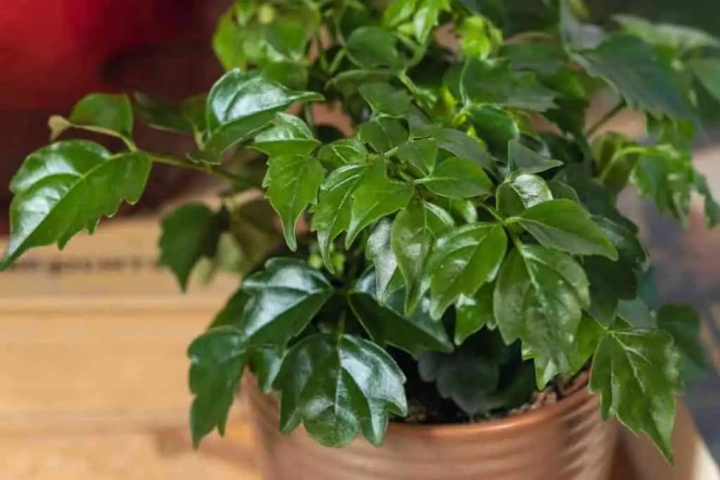 What Plants Like To Be Misted? (7 Known Plants)