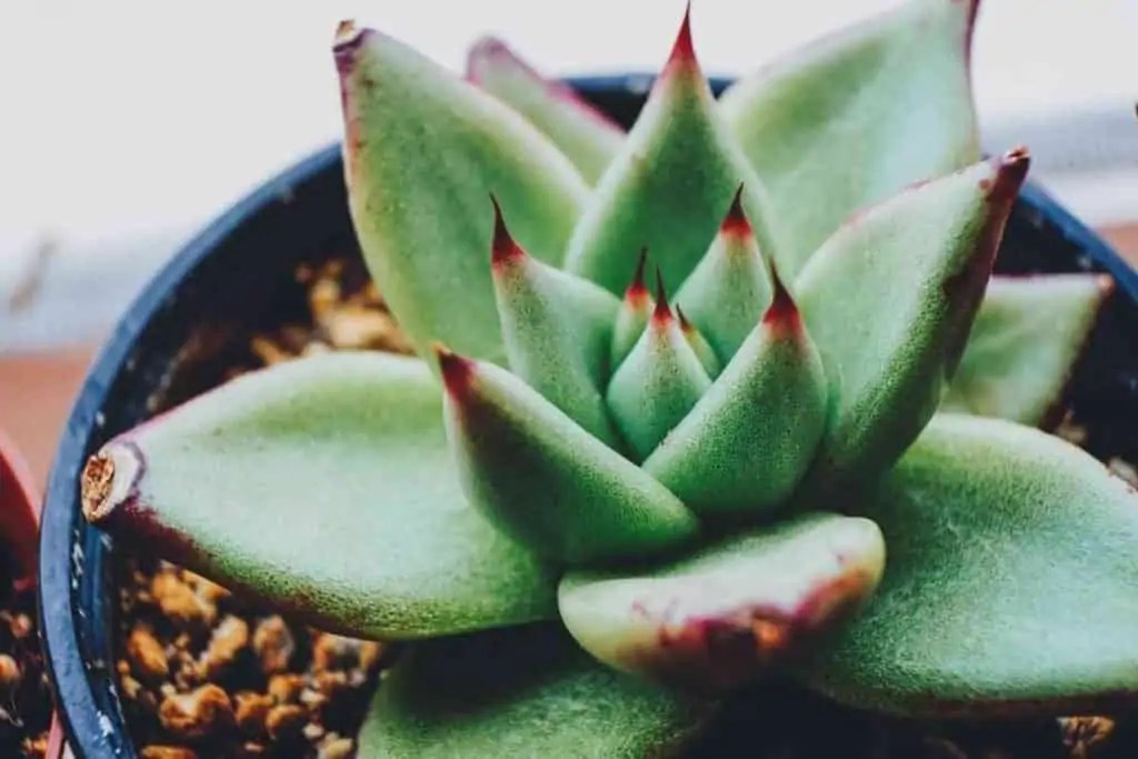 9 Best Potted Plants For Pool Area (With Photos)