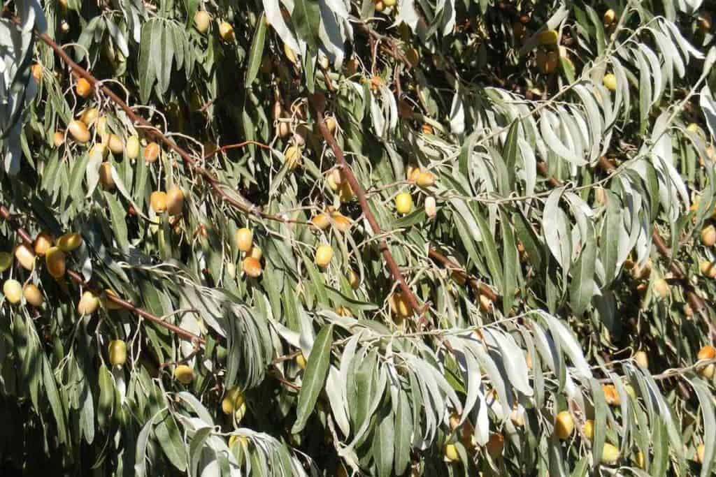 Top 15 Trees That Don’t Lose Their Leaves