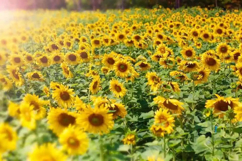 8 Different Sunflower Growing Stages