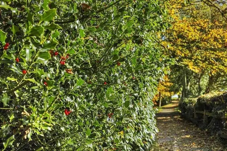 Top 15 Trees That Don’t Lose Their Leaves