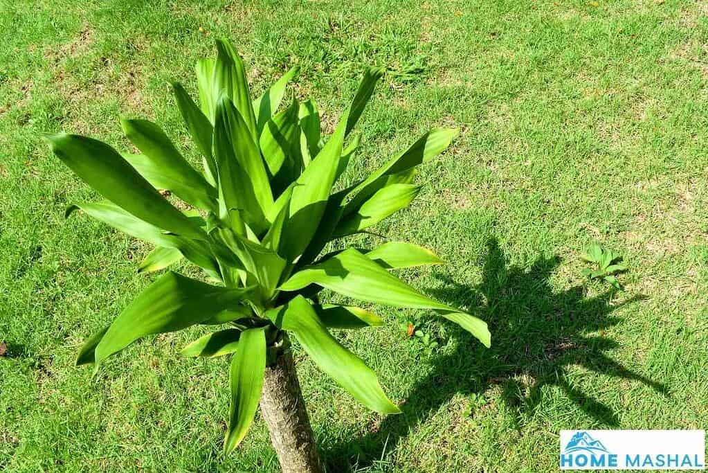 Easy Yucca Palm Care and Growing Tips