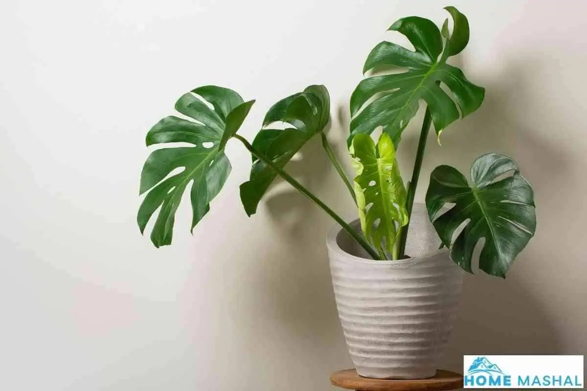 Should I Mist My Monstera Plants?