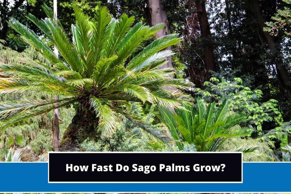 How Fast Do Sago Palms Grow? (Explained)