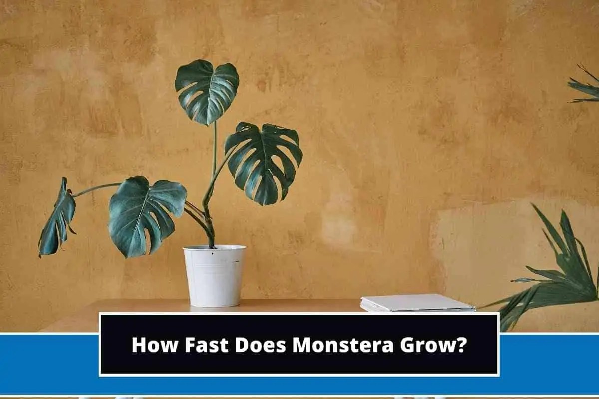 How Fast Does Monstera Grow? (Explained)