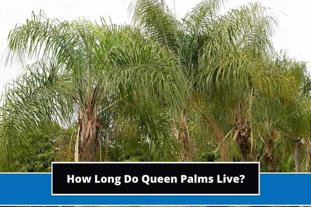 How Long Do Queen Palms Live?