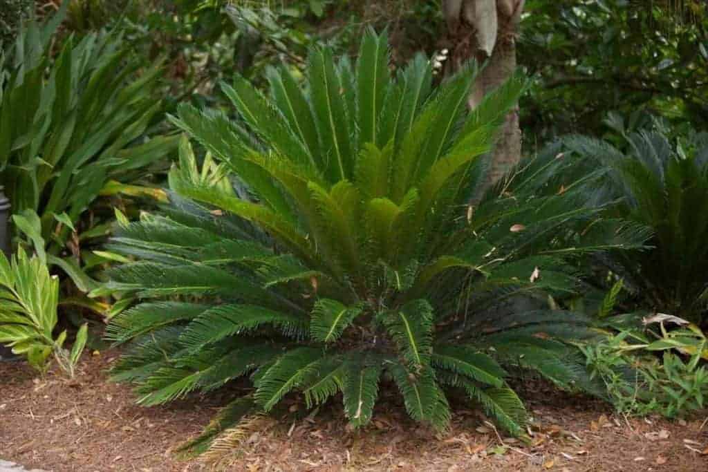 How Fast Do Sago Palms Grow? (Explained)
