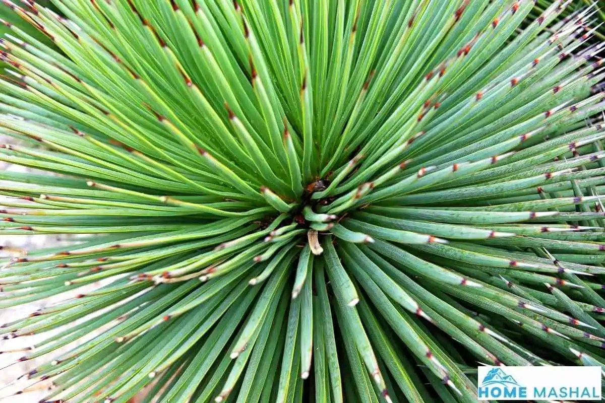 How Often to Water Yucca Plants?