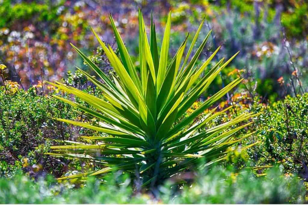 How To Save a Dying Yucca Plant (9 Step Process)