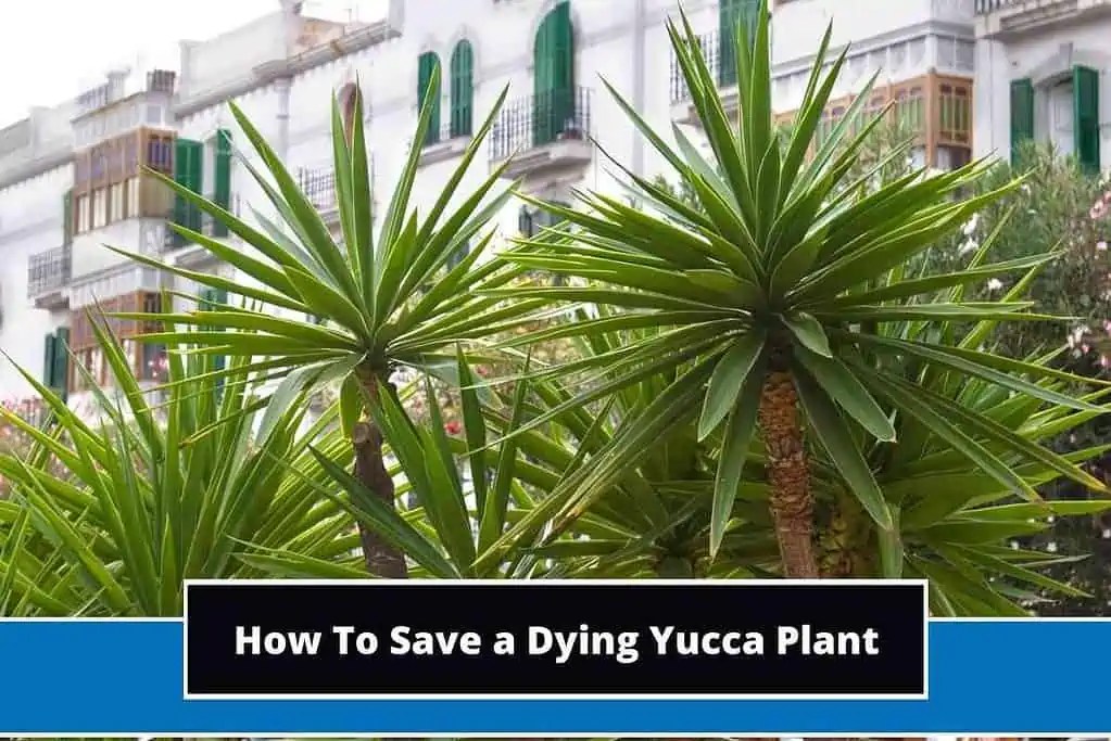How To Save a Dying Yucca Plant (9 Step Process)