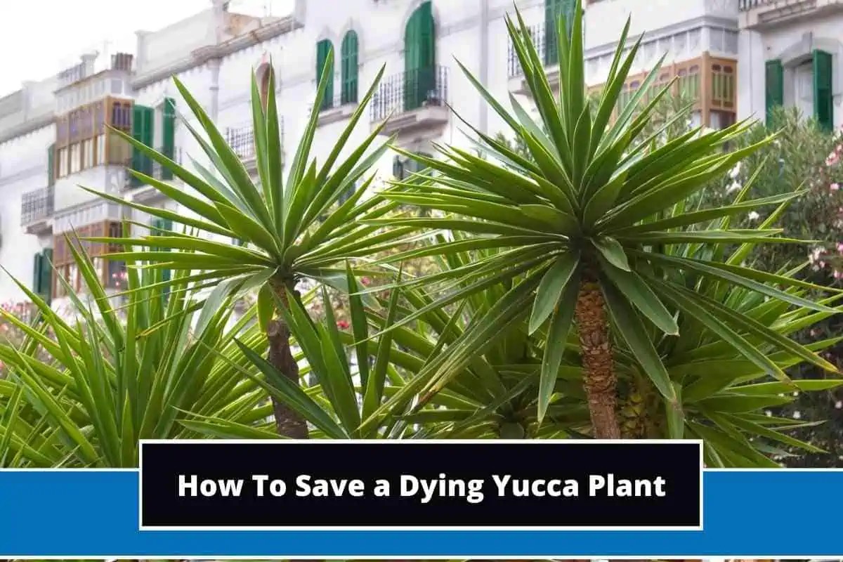 How To Save a Dying Yucca Plant (9 Step Process)