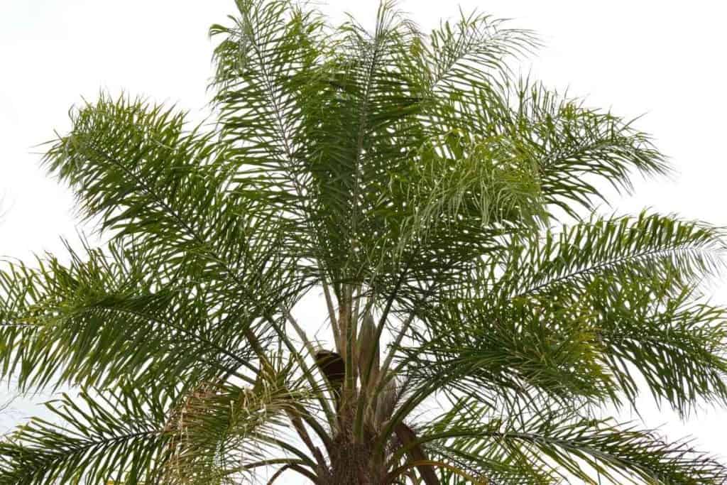 How Long Do Queen Palms Live?