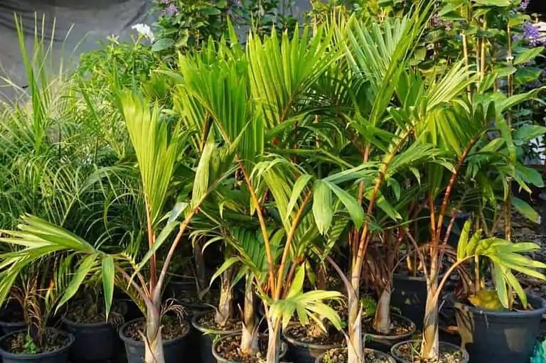 8 Best Small Palm Trees for Pots (With Photos)