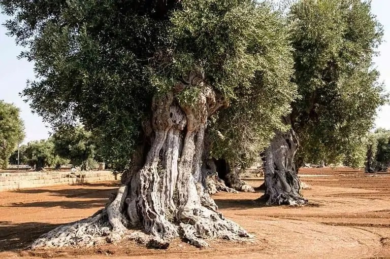 Top 15 Trees That Don’t Lose Their Leaves